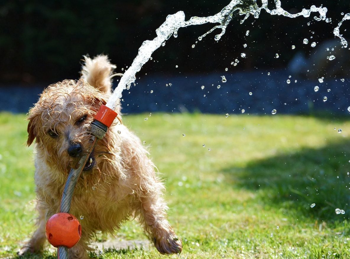 dog with garden hose